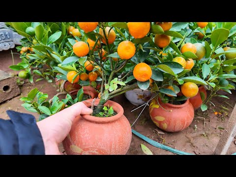 Ornamental fruit trees in traditional craft village in Hanoi before TET