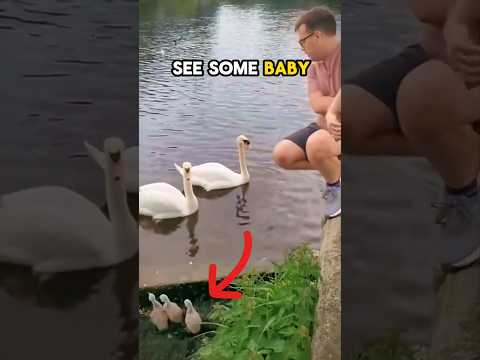 He jumped in a weir to save Baby Swans! 🦢♥️ #shorts