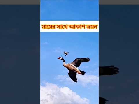মায়ের তুলনা মা নিজেই। Birds #birds #birdslover #cutebirds #babybird #motherlove #flyingbirds #shorts