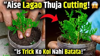 Thuja/Jhau Cutting Se Propagation Ka Asaan Tarika! | How to propagate Thuja | Jhau from cutting