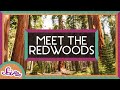 Redwood Trees and Their Unique Characteristics