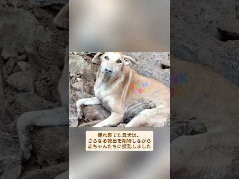 心優しい青年が地震で埋もれた子犬たちを救う母犬を手伝う #犬救助 #犬助け #犬救出 #犬レスキュー #犬救い
