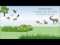 Ecosystem Roles and Energy Flow