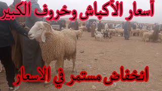 أسعار المواشي في ولاية  الاغواط يوم الأحد 13افريل مع انخفاض مستمر في الاسعار