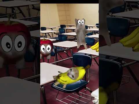 Banana Cat And Happy Cat School Day Part 25  #bananacat #happyfelines #catmemes
