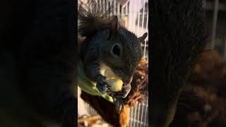 Breakfast apple for little miss Ozzie #funny #rehabilitation #squirrel #asmr #fruit #nature