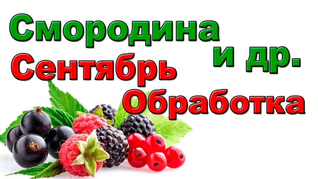 Смородина, малина, сентябрь, срочно
