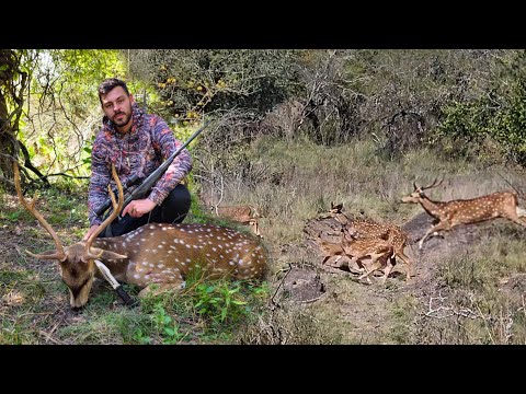 CAZA DE CIERVOS 🦌🦌, 300 EN UN DIA, NUNCA VI TANTOS!!