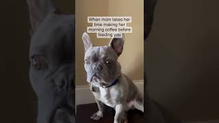ac: momanddadatthemovies #dog #doglover #dogmom #pets #pet #petowner