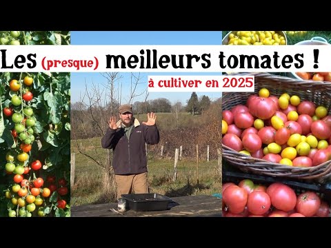 C'est parti pour les semis de tomates 2025 !