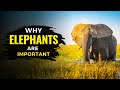 Elephants: Keystone Species and Their Impact