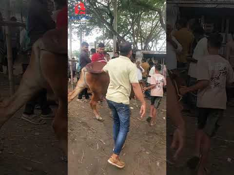 কোন ইসপোর্ট  থাকলে নিয়ে না দাদা ভাই সাইফুল বেপারীর দেখছে #কৃষকের_চিত্র #শাহিওয়াল_ষাঁড় #ঘাড়মোড়া_হাট