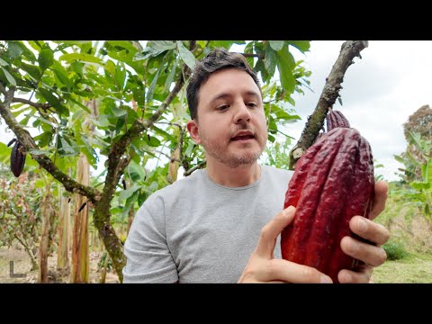 BENEFICIOS DEL CACAO | CHOCOLATE DE COLOMBIA