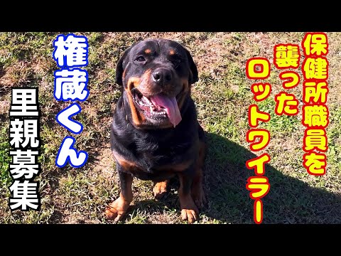 【里親募集中】ロットワイラー権蔵くん