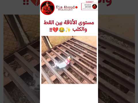 ุงููุฑู ุจูู ุชูุงุฒู ุงูููุจ ูุงููุท โจ๐๐โผ๏ธ #explore #ุงูุณุจููุฑ #srt #kdrama #ููุฏุฑุงู
ุง #ุจูุงูุจููู #ุจุชุณ #blackpink