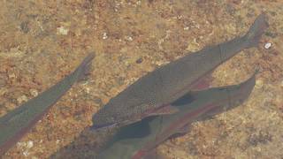YouTube video thumbnail: Montana Rivers Under Stress — What Anglers Need to Know About Hoot owl Restrictions