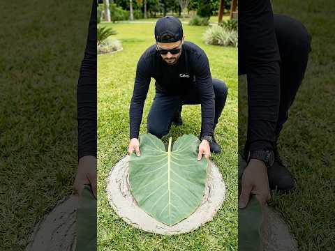 You Won't Believe How Easy This DIY Garden Hack Is! 😱