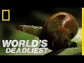 Parasite Manipulation of Snail Behavior