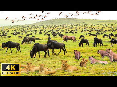 4K African Animals: Ruaha National Park - Relaxing Music With Video About African Wildlife