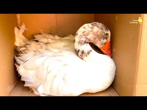 🐥🦢 Beautiful swan?.. or goose? Who was delivered in box?📦
