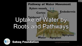 Uptake of Water by Roots and Pathways
