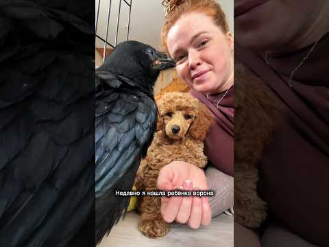 МАЛЕНЬКИЙ ВОРОН ПРИНЯЛ МЕНЯ ЗА МАМУ | Самые милые видео о животных на канале