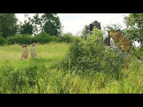 Cheetah Puts Everything on the Line to Protect Cub from Leopard