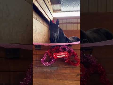 They Threw This Mare Away But She Then Transformed! ?? #horselover #auction #transformation
