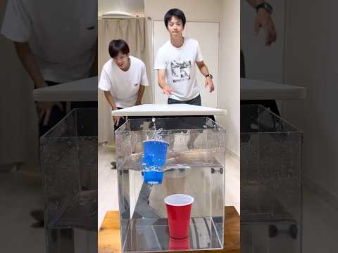 水槽カップ重ね#twins #神業 #水槽