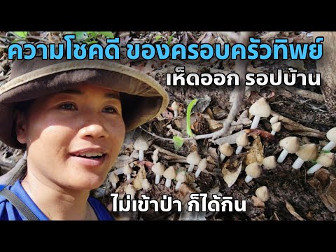 เห็ดออกรอปบ้าน ไม่เข้าป่าก็ได้กิน | ฤดูกาลเห็ดปวก