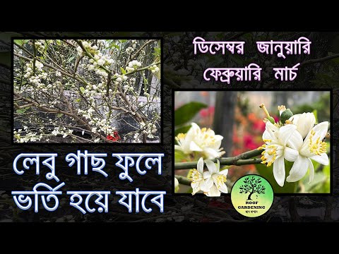 লেবু গাছে ফুল আসার অব্যর্থ উপায় / A foolproof way to get flowers on Lemon Plant