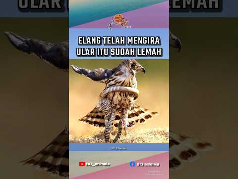 Elang Jambul Mengira Ular Itu Sudah Lemah? Crested Goshawk #animalsfact