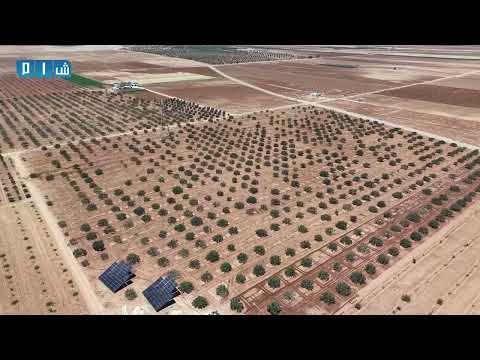 الفستق الحلبي يستعيد عافيته بعد التحرير في ريف حماة