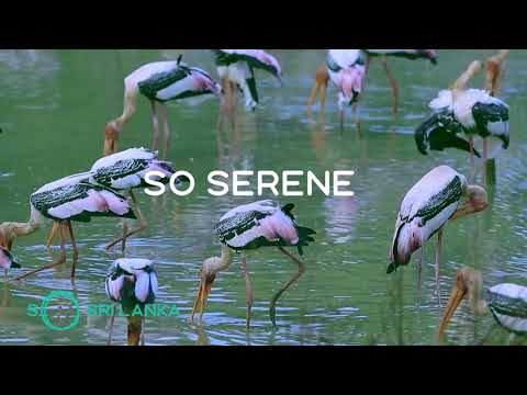 #SoBeautiful#SoSerene#SoSrilanka    Get close to nature with the most wildest and Spellbound Beauty.