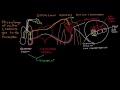 Human Body Systems and Homeostasis