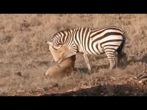 lioness attacking the adult and escaping it video