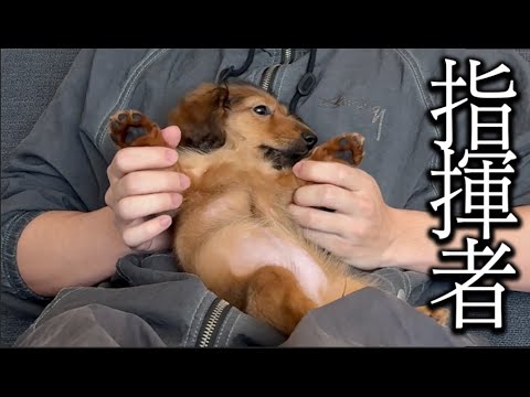 くつろぐ子犬に指揮者をやらせてみた【かわいい】