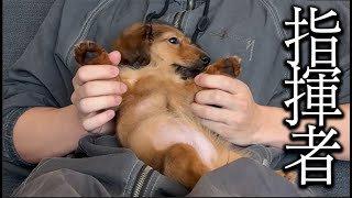 くつろぐ子犬に指揮者をやらせてみた【かわいい】