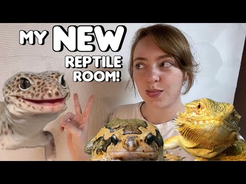 My NEW Reptile Room Has Walls!