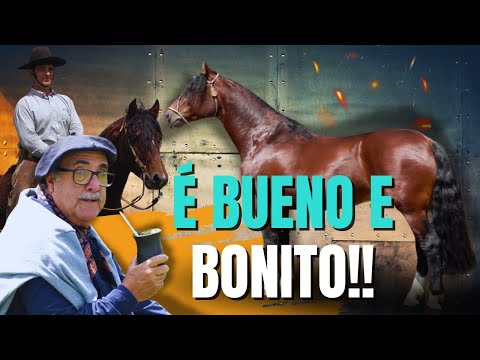 A busca pelo cavalo crioulo completo ✔️ Tem garanhão novo na Cabanha Tupambaé