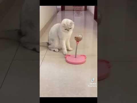 انا جعانة #catmeme #funny #catvideos #اكسبلور #الشعب_الصيني_ماله_حل