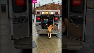 kindness dog 🐶 dramatic rescue for grandma on sidewalk #kindness #doglove #shorts