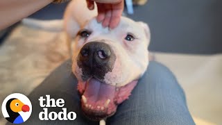 Sad Dog Saved Just In Time Turns Into The Mushiest, Cuddliest Lovebug | The Dodo
