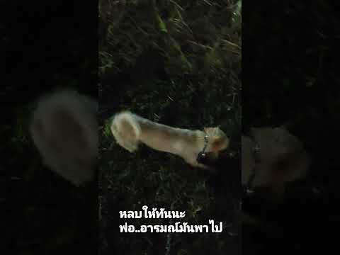 พ่อหลบตังค์กำลังฟินโรงดินนพรัตน์dogloverสัตว์เลี้ยงdoglifeสุ