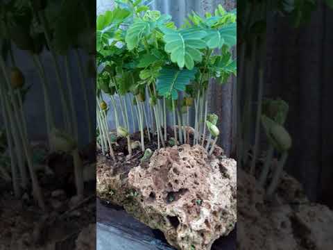 Tamarind-Bonsai-||-🌿Forest-Pla