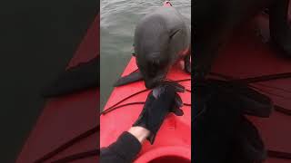 Passenger  Princess!! #seal #namibia #sealrescue #ocean #creator #beach #oceanconservation #wildlife