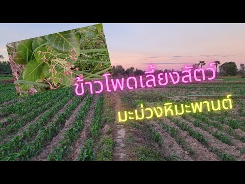 พาชมสวนข้าวโพดเลี้ยงสัตว์ป่ามะม่วงหิมะพานต์ปลูกทิ้งไว้ต้นโตม