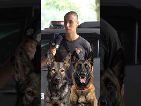 Qual cachorro para faro um policial prefere? 👮‍♀️🚔 #cães #policial