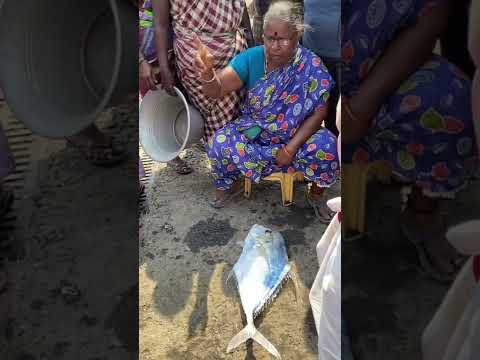 4 கிலோ கண்ணாடி பாறை ஏலம் 1100 ரூபாய்க்கு வாங்கியாச்சு‼️ #shorts #kasimedu #fish #trending #viral