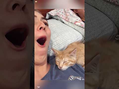 Sticky cat 🐱😂#funny #haha #catvideos #funnycatvideos
